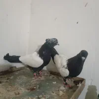 کفتر با جوجه