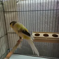 قناری ماده رسمی بلند