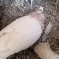 کبوتر  طوقی