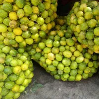 سبزی خوردکنی (گلچین سبزینه)|خوردنی و آشامیدنی|فولادشهر, مسکن مهر فولادشهر|دیوار