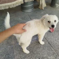 سگ پاپی