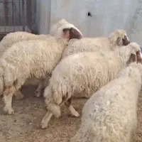 گوسفند شیشک بره ماده