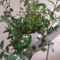 چند عدد گل طبیعی زیبا