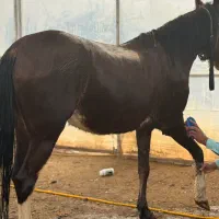 اسب مادیان درجه یک معاوضه