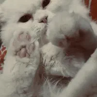 گربه