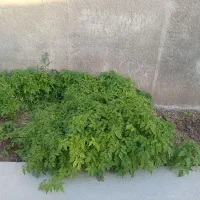 نشا|خدمات باغبانی و درختکاری|گوآور, |دیوار