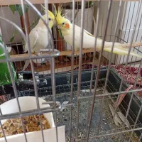 فروش ۲ جفت عروس هلندی