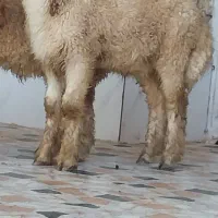 بره وگوسفند بز