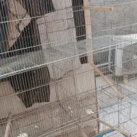 قفس هشت خان با لونه و هشت خان بازاری و قفس1033|لوازم جانبی حیوانات|اسلام‌شهر, شهرک امام حسین (میان آباد)|دیوار