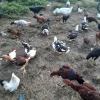 قو غاز مرغ و خروس لاری و ساده قدیمی و اردک اسی|حیوانات مزرعه|لوندویل, |دیوار