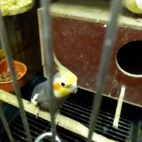 عروس هلندی مولد جوجه داده|پرنده|تهران, هاشمی|دیوار