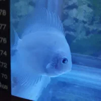 گله ده عددی دیسکس زیبا و سالم|ماهی|شیراز, شهرک بهار|دیوار