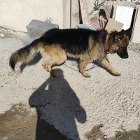 ژرمن شولاین