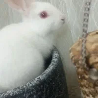 خرگوش