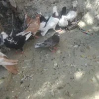 کبوتررنگی|پرنده|کوار, |دیوار