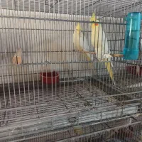 فروش یه جفت عروس هلندی لوتینو مولد روی تخم|پرنده|میناب, |دیوار