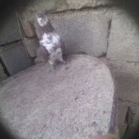 کبوتر رفتنی|حیوانات|نوشین شهر, |دیوار