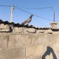 جوجه کبوترپلاکی|پرنده|بوشهر, |دیوار