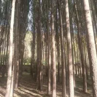 خریدار همه نوع چوپ