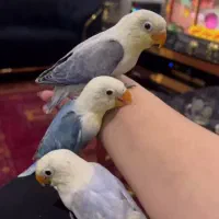 طوطی برزیلی بهترین نژاد|پرنده|قدس, شهر‌قدس|دیوار