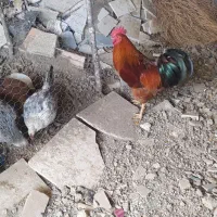 خروس محلی بالغ|حیوانات مزرعه|سورک, |دیوار