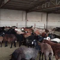 فروش میش وبره