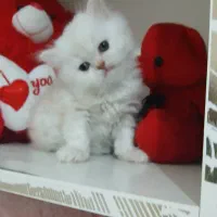 گربه کوچولوزیبا