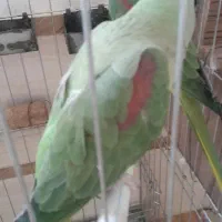 جفت مولد شاه طوطی رام ودستی|پرنده|قرچک, امین آباد|دیوار