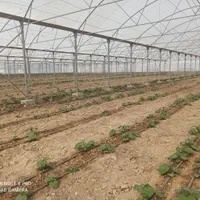 گلخانه 9500 متری لوکیشن عالی