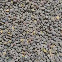 هُلَر خلر سنگنک