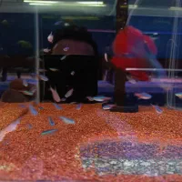 تترا نئون ابی  xl