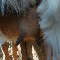 چپش گلابی و بز آبستن نزدیک|حیوانات مزرعه|جیرفت, |دیوار