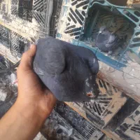 کبوتر پلاکی سیاه|پرنده|اهرم, |دیوار