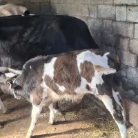 یک راس گاو هلندی با گوساله ای نر