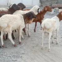 سلام تعدادی بره خوچ سمالی|حیوانات مزرعه|بند زرک, |دیوار