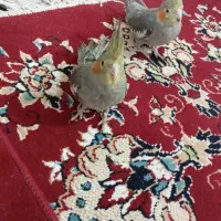 عروس هلندی|پرنده|بندر ماهشهر, |دیوار