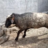 قوچ تخمی درجه ۱