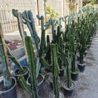 گل و گیاه طبیعی|گل و گیاه طبیعی|پاکدشت, پاکدشت (مامازند)|دیوار