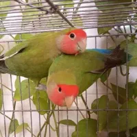 جفت طوطی کوتوله برزیلی|پرنده|یزد, |دیوار