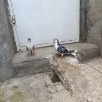 کبوتر ساده ماده و نر|پرنده|مشهد, شهرآرا|دیوار