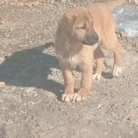 سگ توله پژدر واگذاری