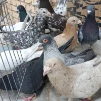 کبوتر فروشی