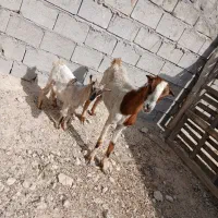 کهره با بچه نر