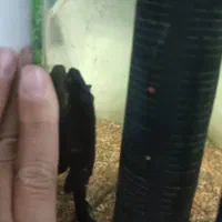 لجن خوار بزرگ با ماهی|ماهی|کرمان, |دیوار