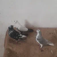 کبوتر یا کفتر ماده