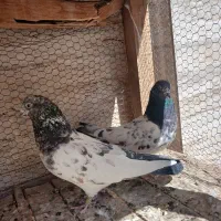 کبوتر|پرنده|یزد, |دیوار