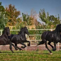 فروش 2 عدد نریون سواری دار
