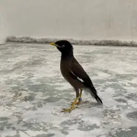 مرغ مینا تازه دون خور