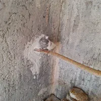 نرو ماده|پرنده|راور, |دیوار