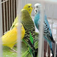 مرغ عشق|پرنده|جم, |دیوار